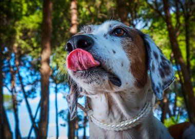 Köpekler beyaz yakalı Fransız bulldog portresi yapar.