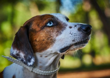 Açık havada köpek yavrusu portresi. Yakından bir köpeğin görüntüsü. Bulanık arkaplanda köpek portresi.