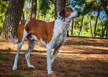 Doğadaki köpek portresi