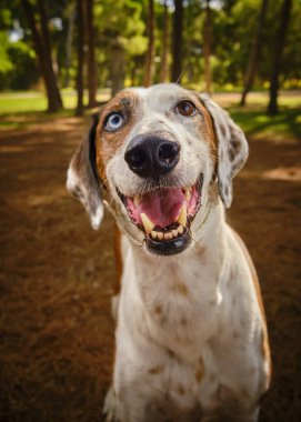 Parktaki mutlu labrador