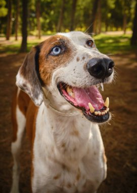 Köpek doğurmak Amerikan Staffordshire Terrier