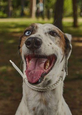 Parktaki bir köpeğin portresi.