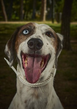 Tasmalı beyaz yakalı bir köpek.