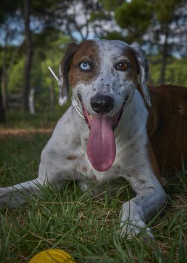 Topla oynayan sevimli bir köpeğin yakın plan fotoğrafı.