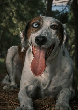 Köpek çifti Jack Russell Terrier parkta