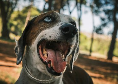 Köpek portresi. Doğadaki köpek.