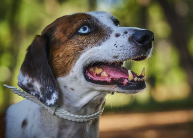 Beyaz bir köpekle portre