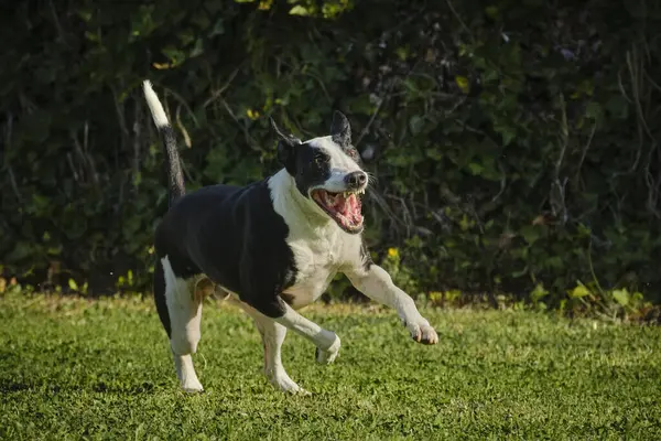 Siyah köpek yeşil çimlerle koşuyor.