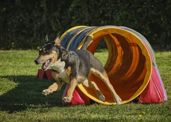 Köpek parkında bir köpek. Parktaki köpek. Boğa teriyeri, çeviklik sporu yapıyor. Çalıştır