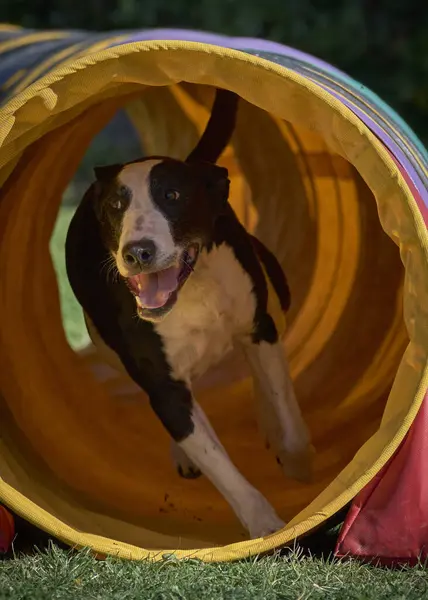 Parktaki çadırda sevimli bir köpek.