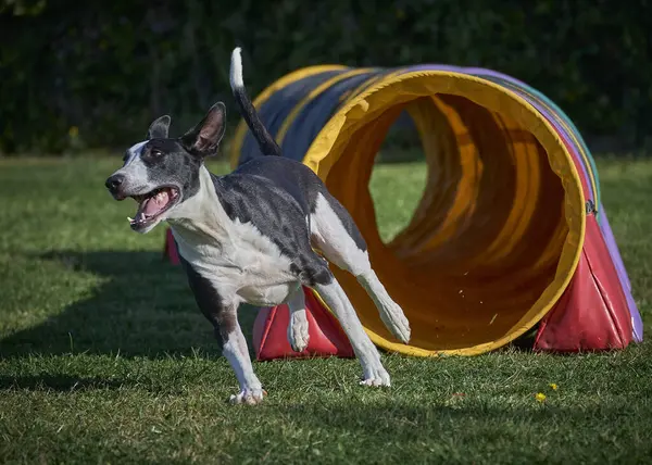 Köpek çiftleşen boğa teriyeri parkta