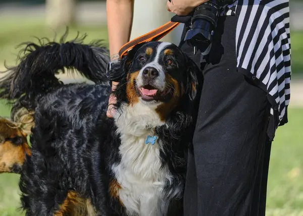 Yazın Bernese dağ köpeği
