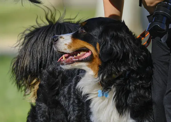 Köpek cinsi siyah çoban köpeği.