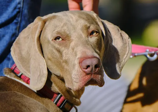 Şirin bir köpeğin portresi.