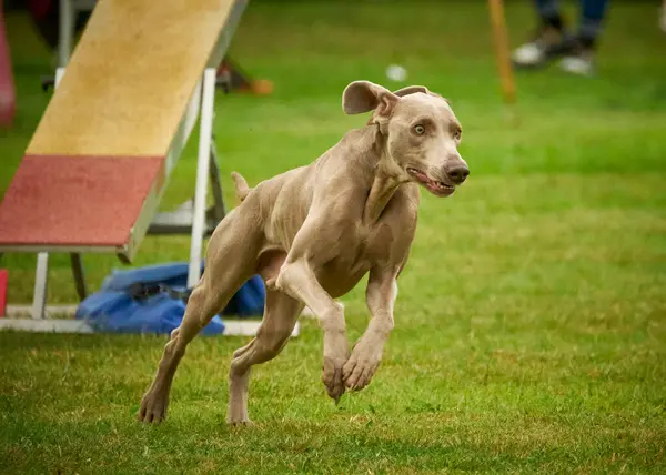 Köpekler, güneşli bir günde çeviklik parkında koşan çevik köpekleri çiftleştirir. Weimaraner köpeği, çeviklik sporları yapıyor. Çalıştır