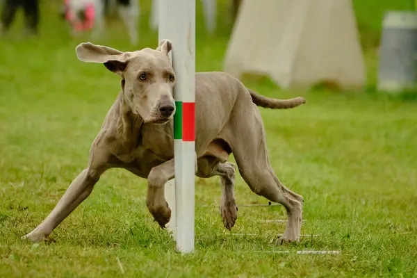 Çeviklik kursunda bir köpek. Weimaraner köpeği, çeviklik sporları yapıyor. Çalıştır