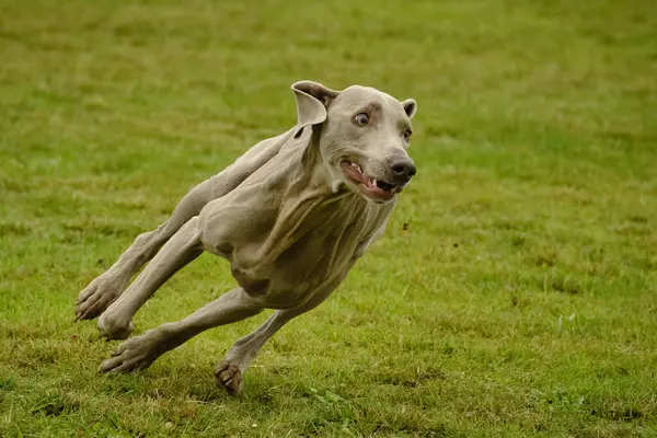 Weimaraner köpeği, çeviklik sporları yapıyor. Çalıştır
