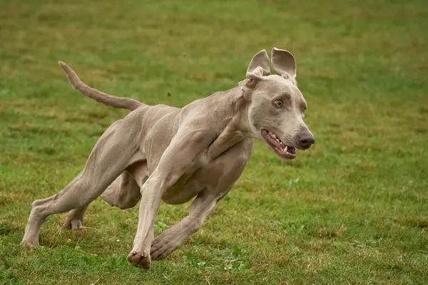 Weimaraner köpeği, çeviklik sporları yapıyor. Çalıştır