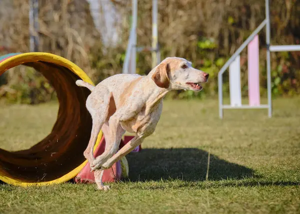 Brittany cinsi köpek, çeviklik üzerine çalışıyor.