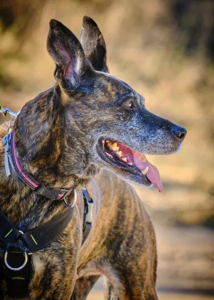 Parktaki köpek melezi.