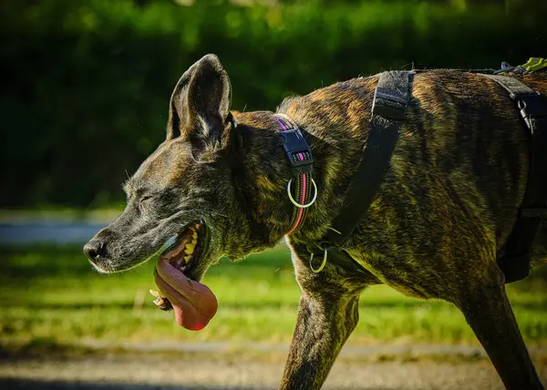 Alman çoban köpeği parkta.