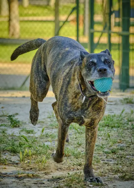 Köpek topla oynuyor.