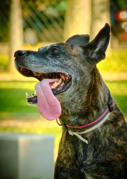 Bir köpeğin portresi, seçici odaklanma