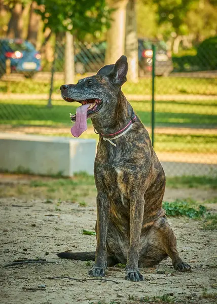 Köpek bir yaz günü çimlerde doberman teriyeri yetiştirir.