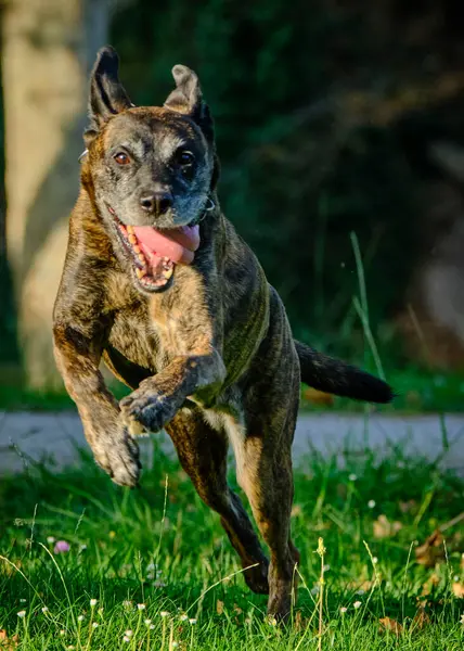 Tarlada koşan bir köpek.