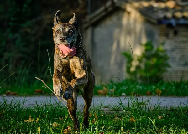 Köpek çiftleşen boğa teriyeri.