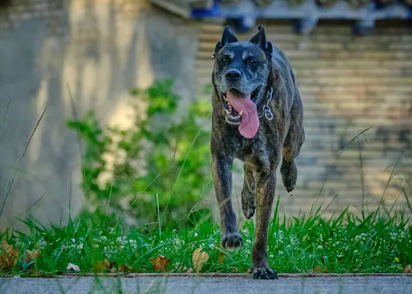 Köpek parkta koşuyor.