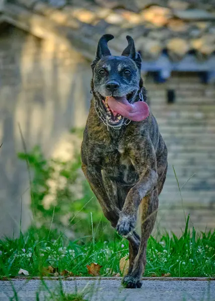 Parkta siyah beyaz bir köpeğin yakın plan fotoğrafı.