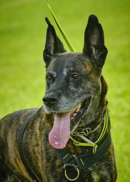 Yeşil çimlerin üzerinde siyah bir köpek.
