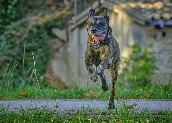 Yazın köpek parkta koşuyor.