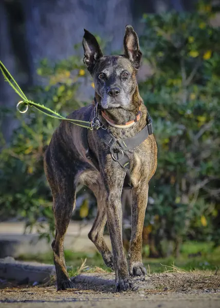 Siyah köpek melezi parkta duruyor.