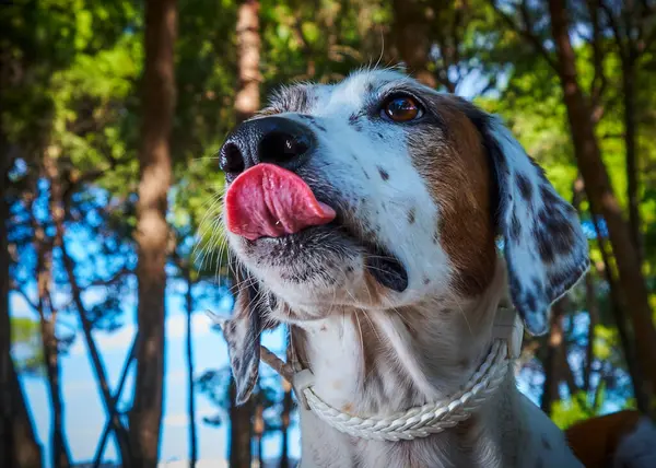 Köpekler beyaz yakalı Fransız bulldog portresi yapar.