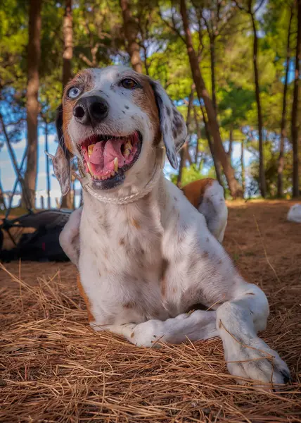 Ağaçta yatan bir köpeğin dikey görüntüsü.