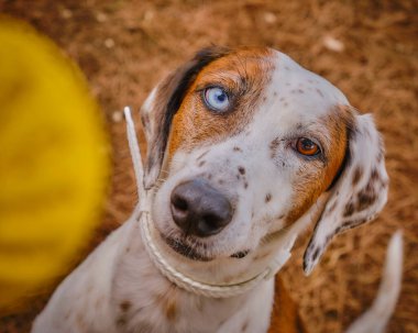 portrait of a cute dog with blue eyes