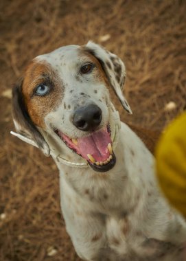 Ormandaki köpek portresi.