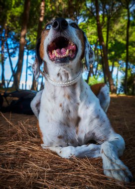 Jack Russel bahçede.