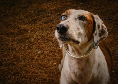 bir köpek tasması portresi