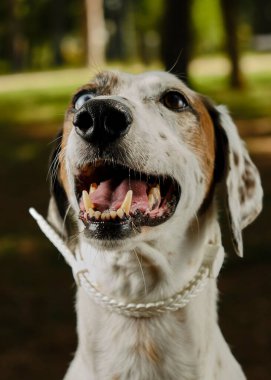 Parktaki beyaz köpek