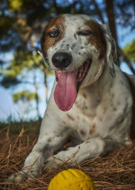 köpeğin ağzı sarı top ile
