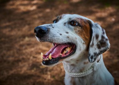 Doğadaki bir köpeğin portresi.