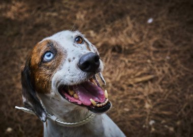 Ormanda beyaz dişleri olan yetişkin bir köpeğin portresi..