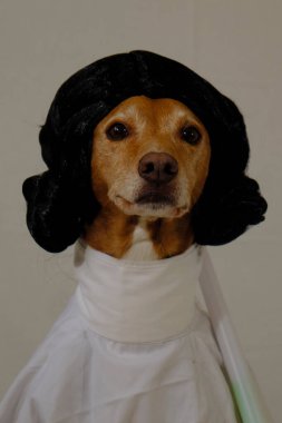 Beyaz kostümlü bir köpek ve papyonlu siyah bir elbise. Star Wars 'taki Prenses Leia gibi giyinmiş Podenco köpeği. Beyaz elbise