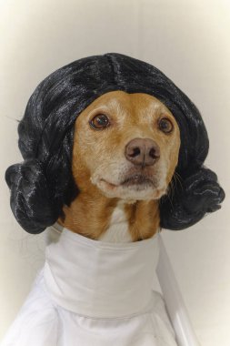 Beyaz kostümlü bir köpek ve papyonlu siyah bir elbise. Star Wars 'taki Prenses Leia gibi giyinmiş Podenco köpeği. Beyaz elbise