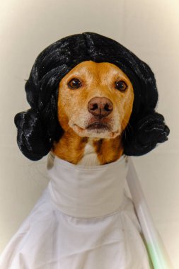 Beyaz kostümlü bir köpek ve papyonlu siyah bir elbise. Star Wars 'taki Prenses Leia gibi giyinmiş Podenco köpeği. Beyaz elbise