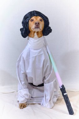 Beyaz kostümlü bir köpek ve papyonlu siyah bir elbise. Star Wars 'taki Prenses Leia gibi giyinmiş Podenco köpeği. Beyaz elbise