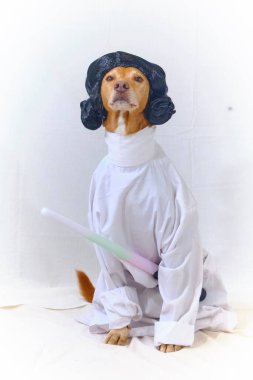 Beyaz kostümlü bir köpek ve papyonlu siyah bir elbise. Star Wars 'taki Prenses Leia gibi giyinmiş Podenco köpeği. Beyaz elbise